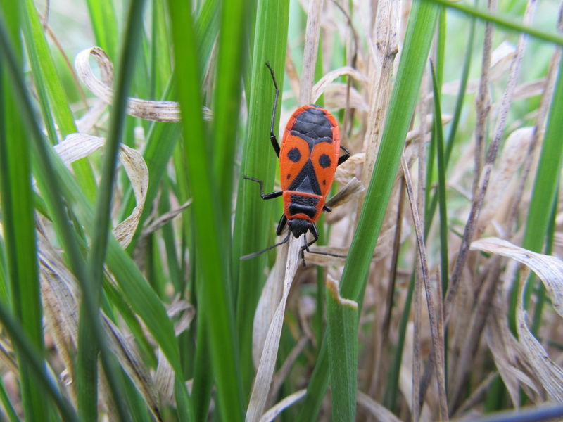 animal, day, outdoors, orange color, vertebrate, one animal, green color, nature, firebug pospolná, close-up, animal themes, 4K, perching, beauty in nature