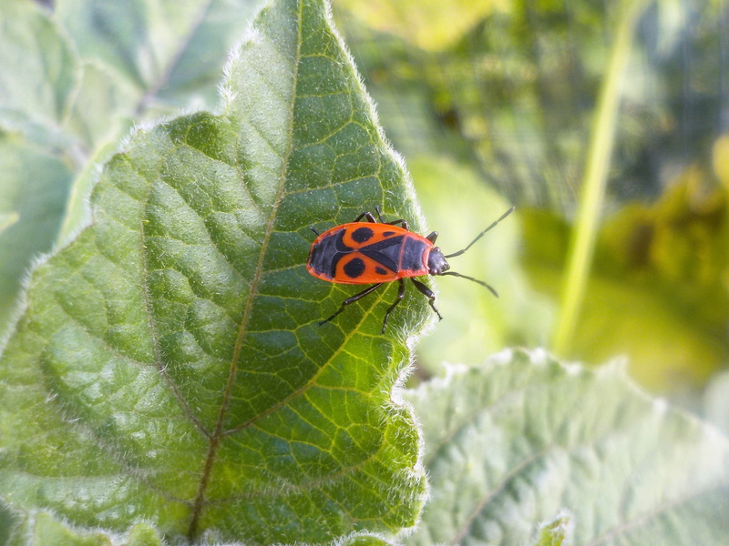 Firebug, focus on foreground, day, outdoors, plant part, nature, invertebrate, animal themes, animal wildlife, close-up, animals in the wild, beauty in nature
