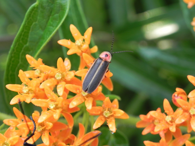 beauty in nature, animal, flowering plant, leaf, growth, nature, pollen, orange color, freshness, vulnerability, petal, 2K, pollination, close-up, animal themes