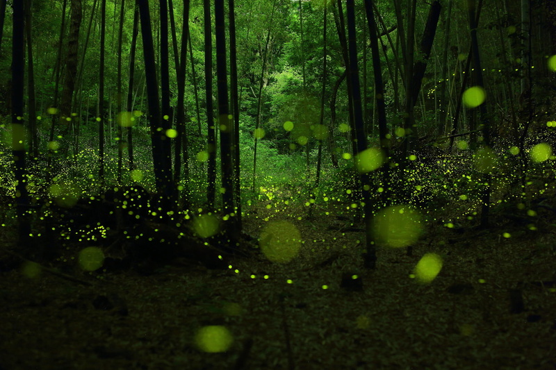 1080P, Forest, Landscape, Firefly, Glowworm, Animal, Magic