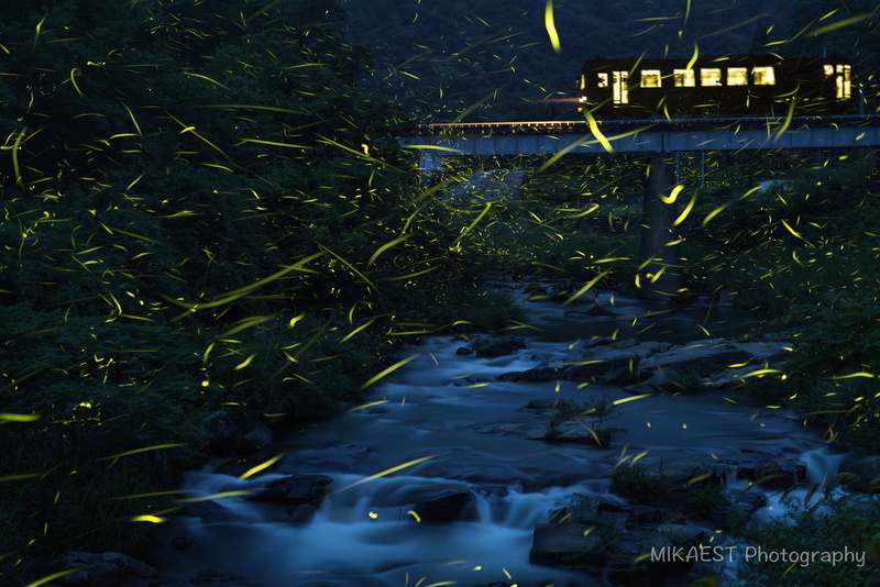 Stream, Train, Animal, Firefly, Glowworm, Night, 1080P