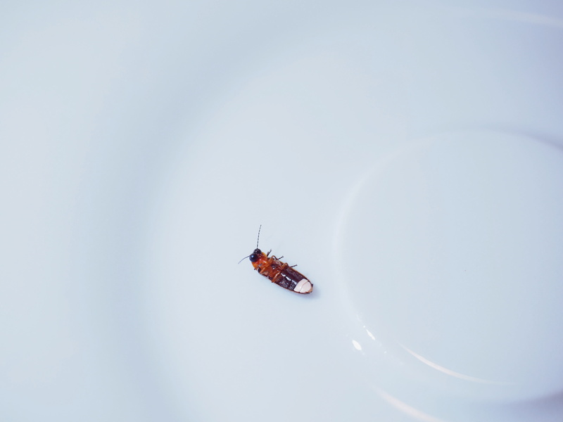 outdoors, mode of transportation, sitting, sky, animal themes, beetle, animals in the wild, soft beetle-like, firefly, lampyridae, nature, day, clear sky