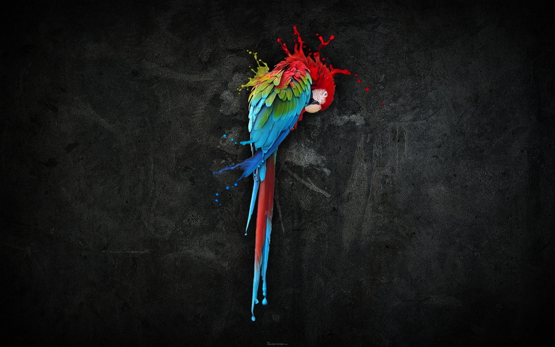 parrot, pretty, splash, 2K