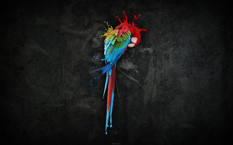 2K, pretty, splash, parrot, creative and graphics