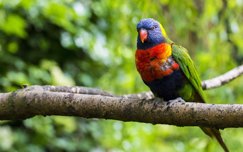 blue, macaw, Bird, Lorikeet, Tree, Colorful, Branch, Parrot, Multi, red, 1080P, green