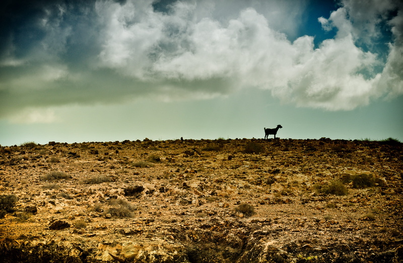 environment, no People, 4K, beauty in nature, livestock, animal themes, animals in the wild, one animal, Stormy, horizon Over Land, nature, animal, clouds