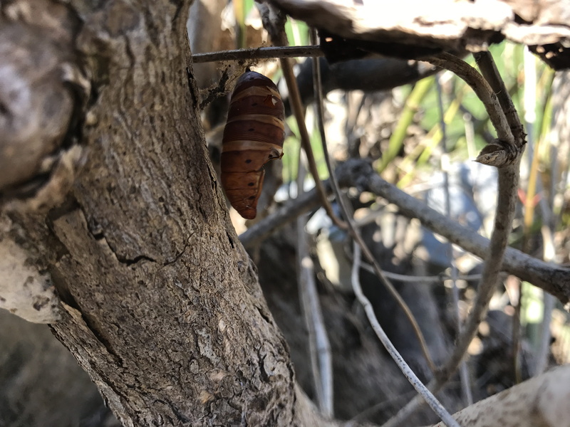 textured, growth, outdoors, tree trunk, 4K, hanging, sunlight, metamorphism, caterpillar, close-up, nat, no people, wildlife, transformation, animal, selective focus