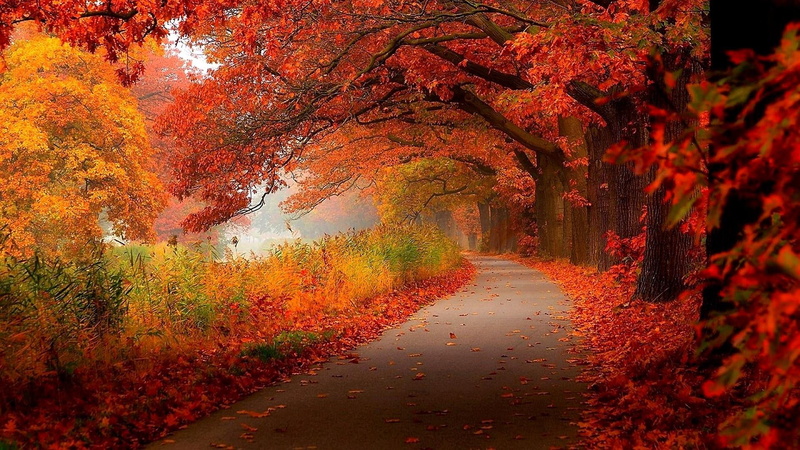 sunlight, 1080P, no people, theatrical scenery, plant part, leaves, red, tree, plant, autumn leaf color, footpath, tranquility, forest, deciduous, leaf