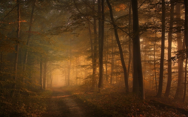 magic, 720P, tree trunk, october, forest, landscape, sunrise - Dawn, backgrounds, sun, idyllic, color Image, untitled, change, sunlight, scenics - nature
