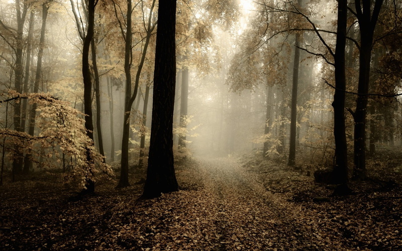direction, horror, magic, halloween, leaves, path, spooky, beauty In Nature, forest, mist, brown, dark, non-Urban Scene, season, tranquil Scene, fairy Tale