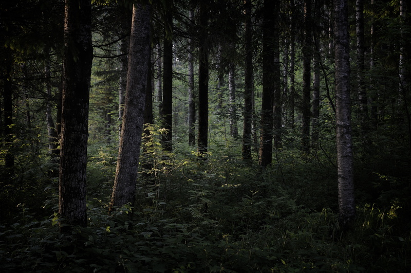idyllic, green color, forest, nature, growth, 4K, day, tree, dark, outdoors, plant, non-urban scene, tree trunk, beauty in nature, scenics - nature, tranquil scene