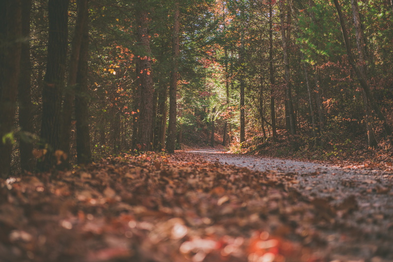 tranquility, hike, trees, 4K, adventure, no people, day, forest, tranquil scene, fall, path, plant, trunk, direction, woodland, tree, growth, land, beauty in nature