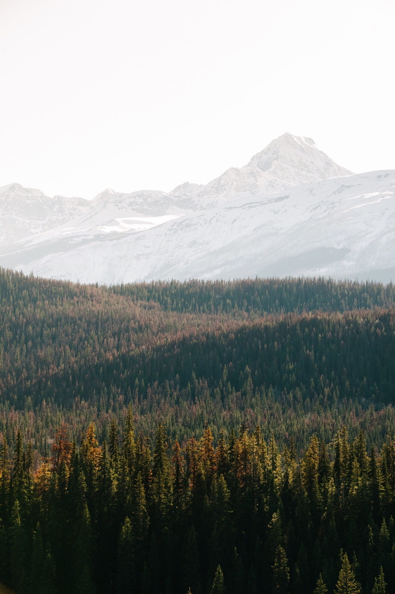 landscape layers, plant, photography, light, alpine, nature, aerial, eye, day, fir tree, forest layers, flower, distant, tree, environment, 1080P, idyllic