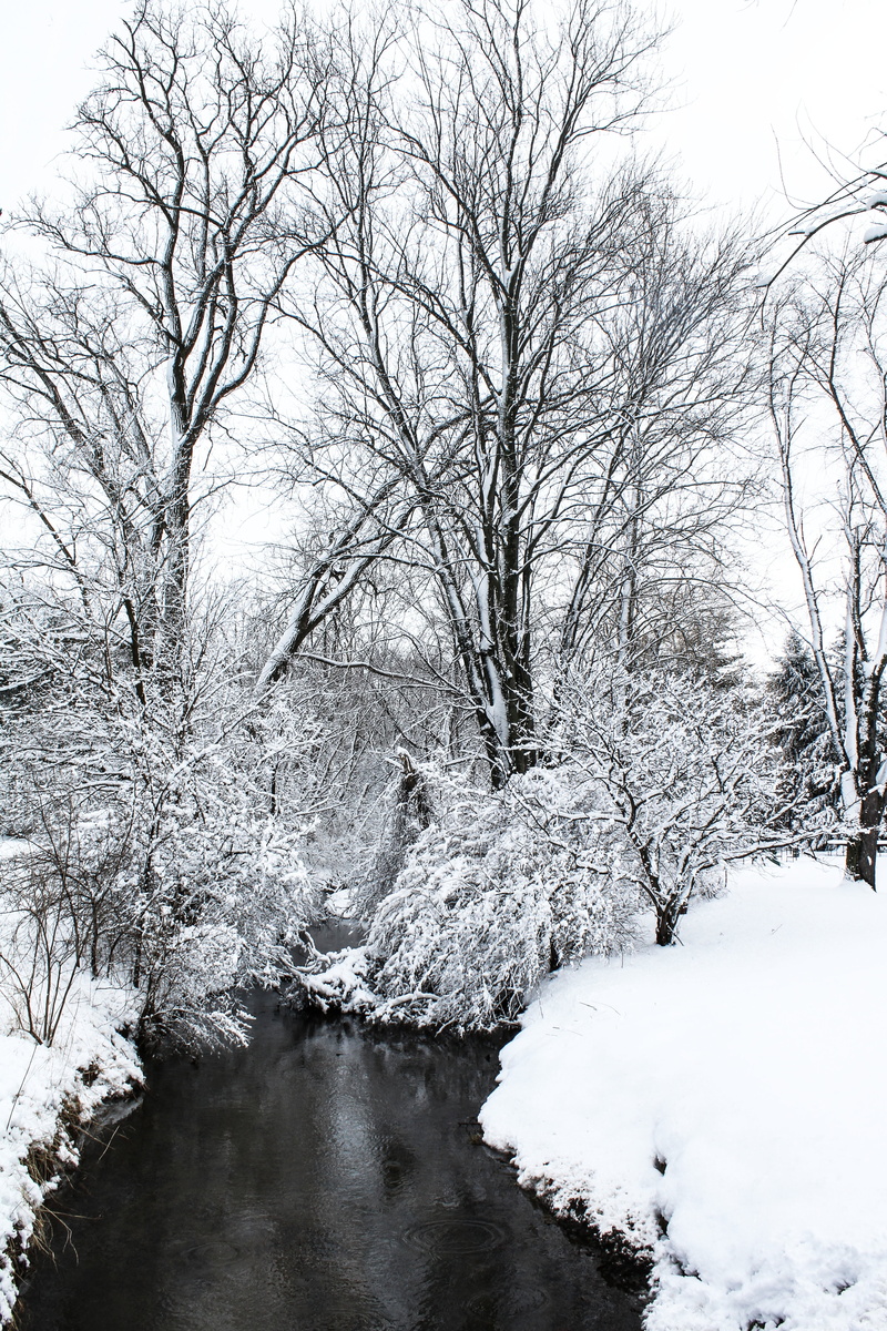 baretrees, white color, covering, tranquility, plant, flowing, snowfield, stream - flowing water, no people, beside, water, 5K, river, flowing water, winter
