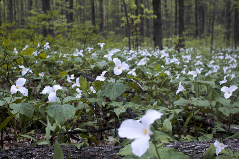 fragility, flower field, no people, white flower, nature, northern michigan, plant part, beauty in nature, leaf, michigan, flower head, white, freshness