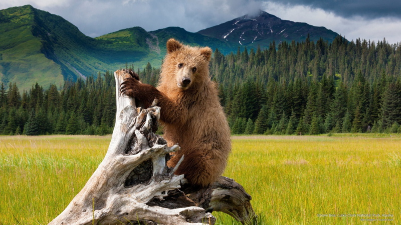 bear, alaska, clark, lake, Animals, 2K, brown, national, park