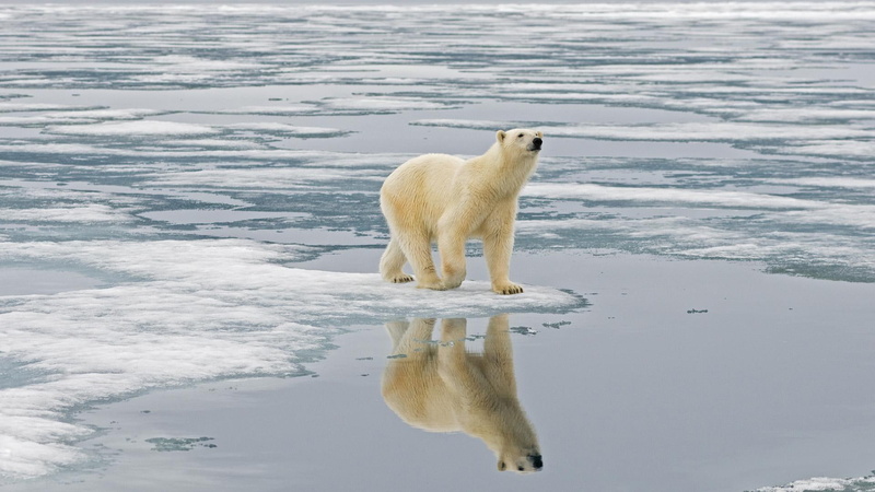 winter, polar, 1080P, white, bear, lake, ice, animal
