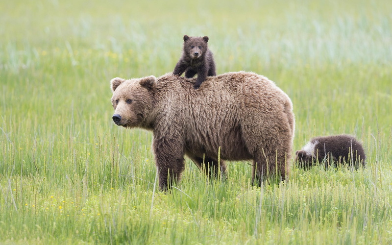 Park, Lake, Alaska, Clark, Bears, National, Meadow, 1080P