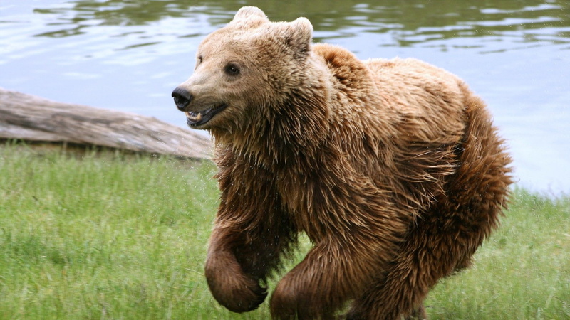 nature, field, animals in the wild, mouth open, land, one animal, animal themes, bear, bears, animal head, water, brown, grass, no people, outdoors, animal