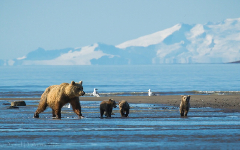animal, mammal, 1080P, sea, landscape, wildlife, mountains, scenics - nature, antarctica, bear, no people, group of animals, nature, animal themes, vertebrate