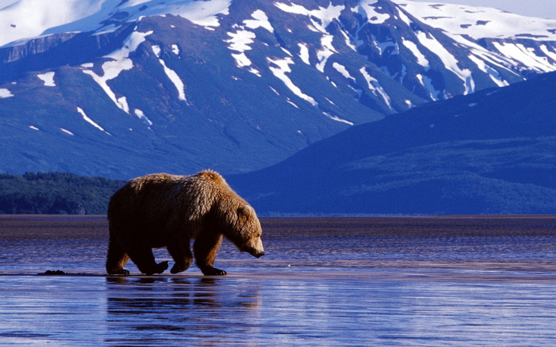 wilderness Area, alaska - Usa State, outdoors, beauty in nature, BEAR, animal wildlife, day, lake, snowcapped mountain, scenics - nature, nature, MOUNTAINS