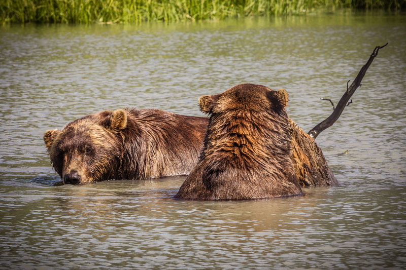 pride, animals in the wild, play, landscape, america, animal wildlife, grizzly, national park, park, brown bear, no people, two animals, bank, grizzly bear