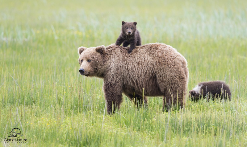 motherhood, bears, bear, Lake Clark National Park, brown, meadow, Alaska, 1080P