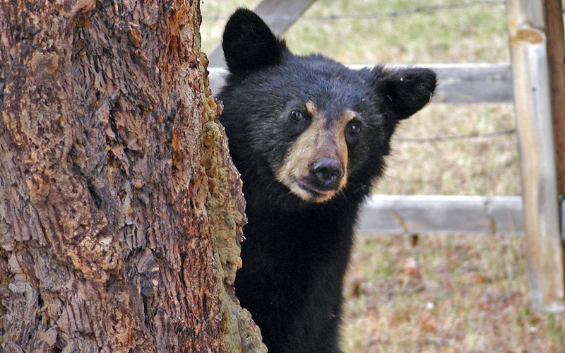 no people, vertebrate, trunk, animal head, wildlife, animal wildlife, near, cub, bear, mammal, british columbia, animals in the wild, portrait, canim lake