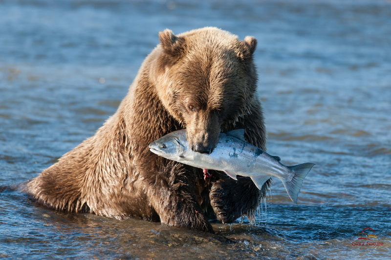 water, brown Bear, bear, mammal, 1080P, large, sun, animal, day, animal wildlife, brown, sea, fishing, outdoors, fish, animal themes, group of animals