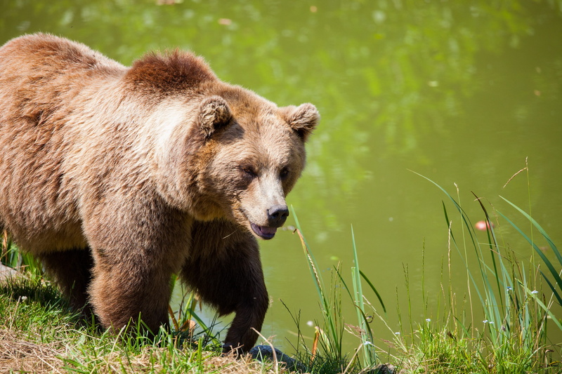 animal themes, walking, grass, animals in the wild, grizzly, wildlife, mammal, furry, bear, plant, 5K, beside, water, cute, lake, grizzly bear, one animal