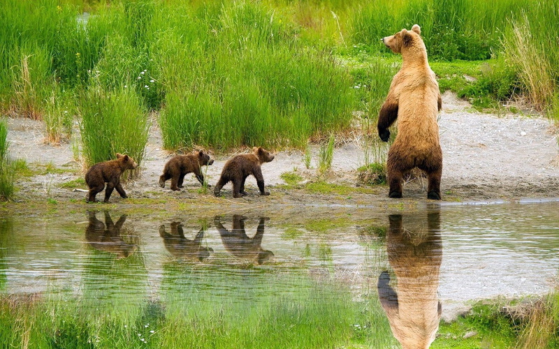 lake, family, babies, hunting, bears, 720P, grass, care