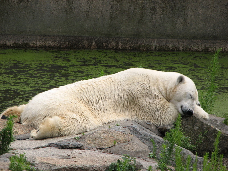 mammal, outdoors, rock - object, lying, grass, water, animal, vertebrate, animals in the wild, day, one animal, lake, resting, polar bear, animal themes