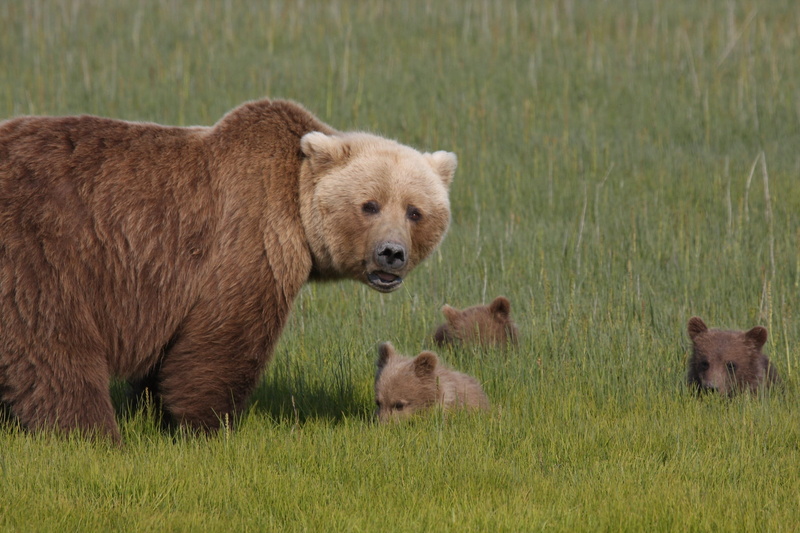 cubs, coastal, wilderness, cub, wild, animal, female animal, animals in the wild, young, wildlife, animal themes, group of animals, usa, animal wildlife