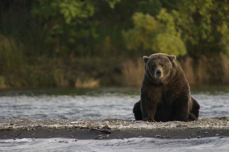 carnivore, animals in the wild, looking, katmai national park and preserve, alaska, lake, no people, outdoors, animal themes, focus on foreground, day