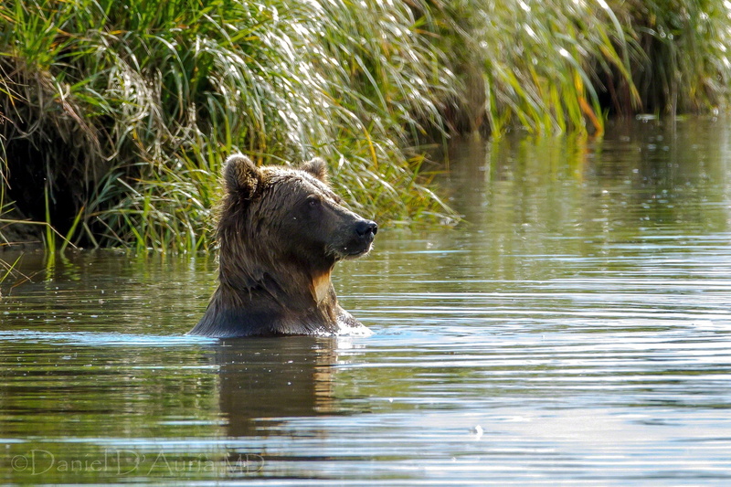 vertebrate, animal Teeth, nature, large, green Color, danger, lake, carnivore, brown, outdoors, swimming, 1080P, plant, day, one animal, face, swim, reflection
