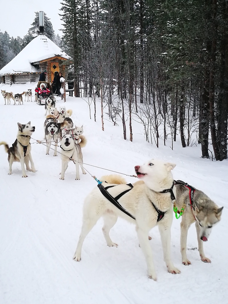 snow, animal themes, white color, domestic, mammal, working animal, Russia, 4K, animal, dog, medium group of animals, vertebrate, Husky, Sled Dog, cold temperature