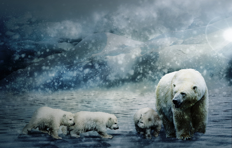 animal, animal family, 5K, outdoors, winter, water, arctic, carnivores, snow, dangerous, sea, babies, mammal, group of animals, ursus, composing, animals in the wild
