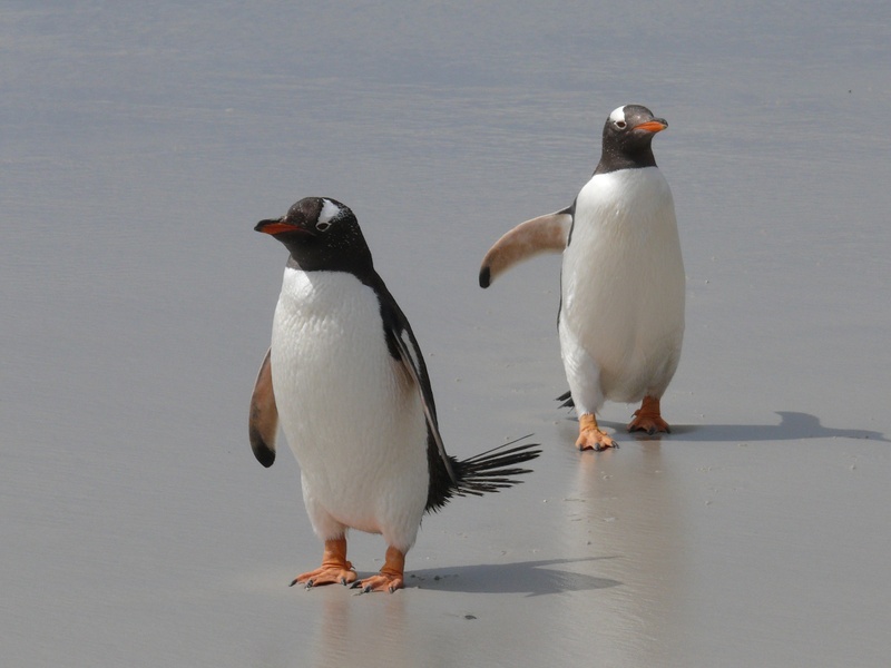 white color, wildlife, gentoo penguins, white, water, waterfowl, animal, seagull, two, two animals, vertebrate, beach, day, penguin family, 2K, sea, no people
