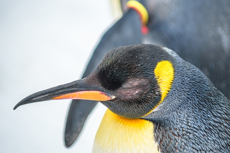 side view, animals in the wild, penguin, water bird, animal, water, animal wildlife, ice floes, day, beak, allwetterzoo, one animal, no people, 2K, close