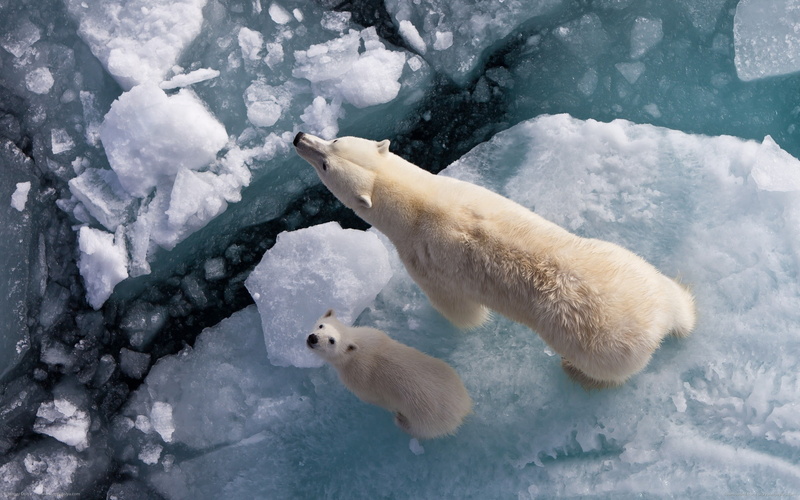 animals, polar bears, water, 2K, baby animals, ice, sunlight, top view