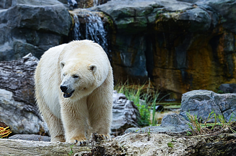 polar bear, mammal, polar, solid, rock, polar region, day, frosty, rock - object, predator, one animal, cold, white, 4K, bear, animal wildlife, near, zoo