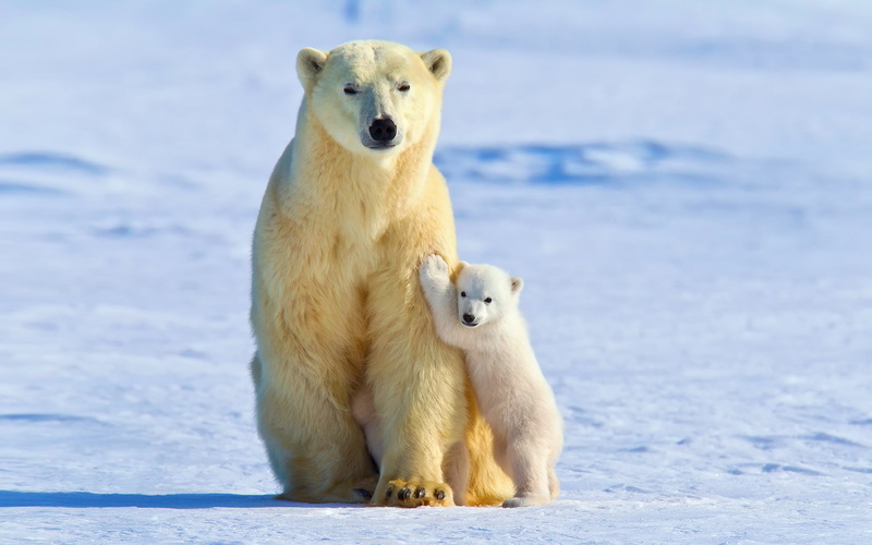 polar bears, animals in the wild, focus on foreground, animal family, animal themes, mammal, animal, cold temperature, no people, polar bear, day, ice