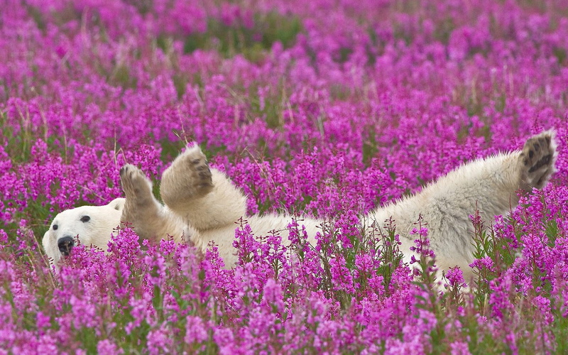 animal wildlife, bear, farm, nature, baby, flower, freshness, beauty In Nature, purebred Dog, green Color, plant, outdoors, small, domestic Animals, field