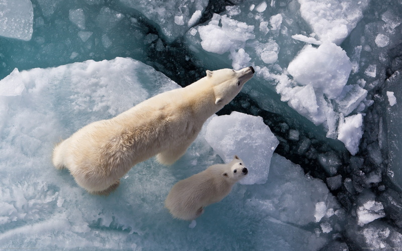 2K, baby animals, ice, polar bears, animals