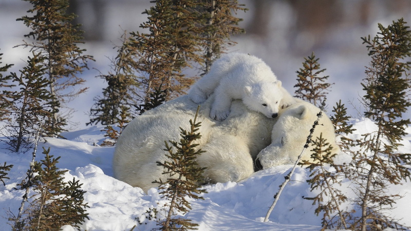 animal themes, white color, animals In The Wild, family, polar bears, 1080P, mammal, cold - Temperature, animal wildlife, baby, branches, frost, forest