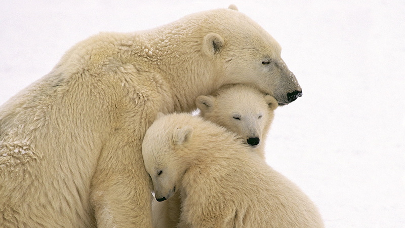 wildlife, white, antarctica, polar bears, outdoors, 1080P, polar Climate, group of animals, togetherness, care, two animals, animal themes, polar, snow