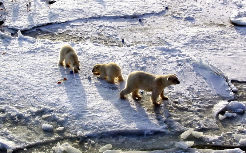white color, dog, mammal, vertebrate, outdoors, cute, day, three animals, animal family, group of animals, wildlife, pets, winter, bears, polar, animal themes