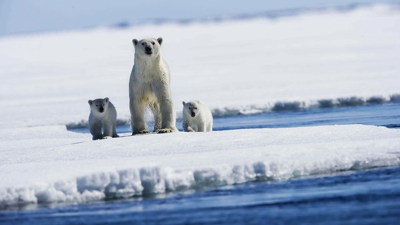 day, season, polar, arctic, cold temperature, babies, wildlife, frozen, animal themes, winter, vertebrate, blue, no People, family, bear, polar bears, two animals