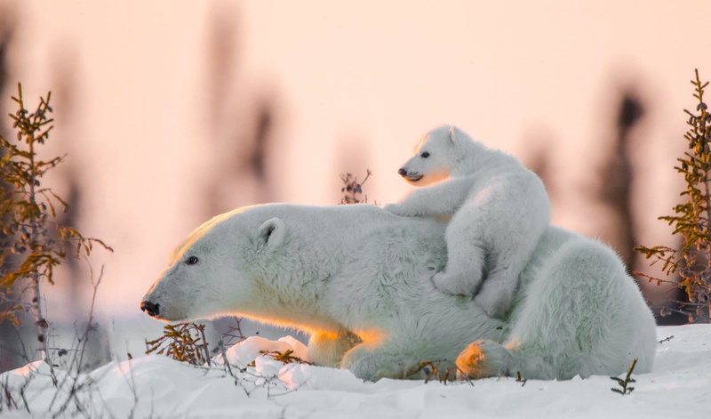 baby animals, snow, animals, mammals, 1080P, bears, polar bears