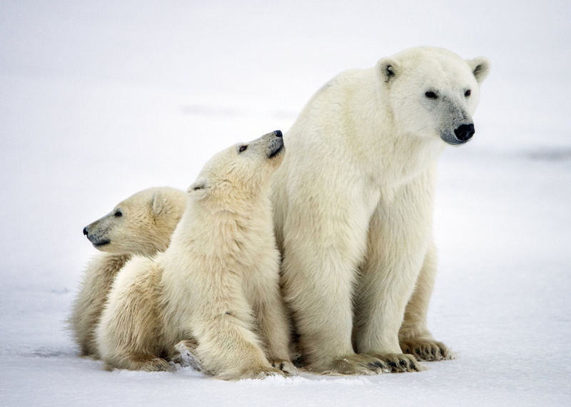 Cub, Baby Animal, 1080P, Bears, Animal, Polar Bear, predator (Animal)